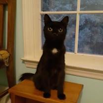 Thumbnail photo of Stella Bella #1