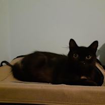 Thumbnail photo of Stella Bella #2