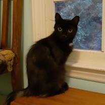 Thumbnail photo of Stella Bella #3