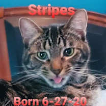 Thumbnail photo of Stripes #1