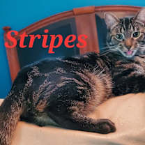Thumbnail photo of Stripes #2