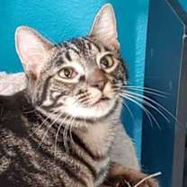 Thumbnail photo of Stripes #4