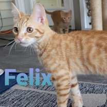 Thumbnail photo of Felix #1