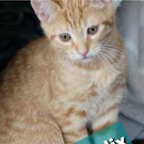 Thumbnail photo of Felix #2
