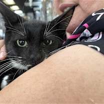 Thumbnail photo of Mr. Wiskers #3