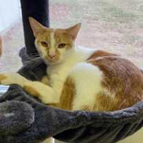 Thumbnail photo of Chips #2