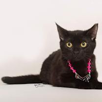 Thumbnail photo of BARONESS #3