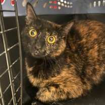 Thumbnail photo of Sable #4