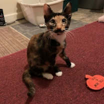 Thumbnail photo of Rudy #2