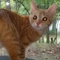 Thumbnail photo of MOXIE #3