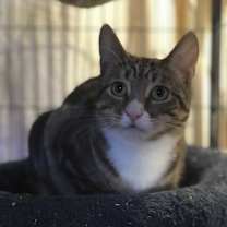 Thumbnail photo of ZORRO #1