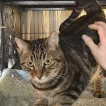 Thumbnail photo of LORRO #1