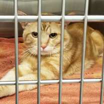 Thumbnail photo of TORNADO #2