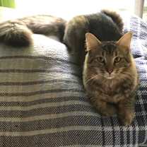 Thumbnail photo of Chucky #1