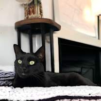 Thumbnail photo of Duke Country Club FIV+ #1