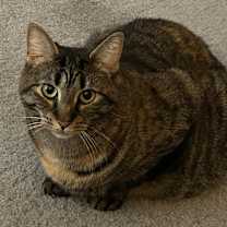 Thumbnail photo of Dame Country Club #1