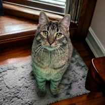 Thumbnail photo of Dame Country Club #2