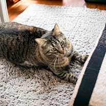 Thumbnail photo of Dame Country Club #3