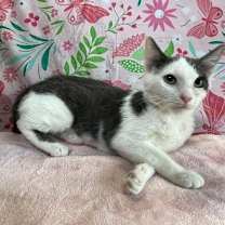 Thumbnail photo of Grisy #2