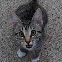 Thumbnail photo of Boots #2
