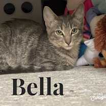 Thumbnail photo of Bella, Jess, Gus, Pepper #1