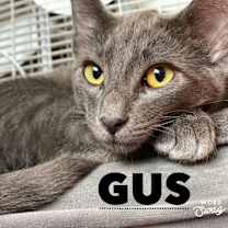 Thumbnail photo of Bella, Jess, Gus, Pepper #3