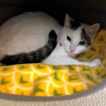 Thumbnail photo of CASPER aka Cute Butt #4