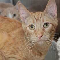 Thumbnail photo of Aries #2