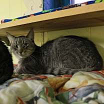 Thumbnail photo of Milan #2