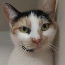 Thumbnail photo of Loli #1