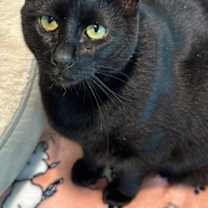 Thumbnail photo of Pita #1