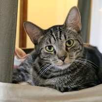 Thumbnail photo of Dean Martin #2