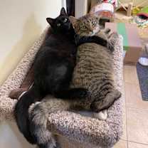 Thumbnail photo of Bubbles #4