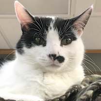 Thumbnail photo of Charlie #3