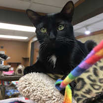 Thumbnail photo of Ebony #2