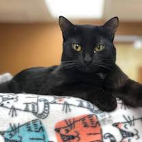 Thumbnail photo of Ebony #4