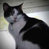 Thumbnail photo of Charlie #3