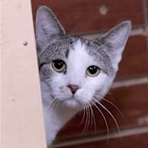 Thumbnail photo of Hickory #2