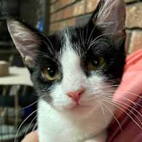 Thumbnail photo of Sylvester Kitten #1