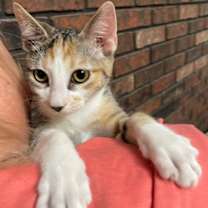 Thumbnail photo of C C #2