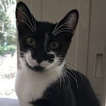 Thumbnail photo of Fritz #1