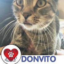 Thumbnail photo of Don Vito Laurelton #1