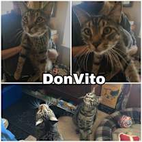 Thumbnail photo of Don Vito Laurelton #2