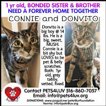 Thumbnail photo of Don Vito Laurelton #3