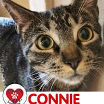 Thumbnail photo of Connie Laurelton #1