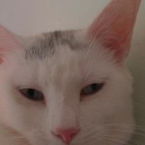 Thumbnail photo of Lee #4