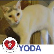 Thumbnail photo of Yoda #1