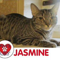 Thumbnail photo of Jasmine #1