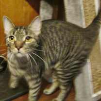 Thumbnail photo of Jasmine #3