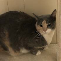 Thumbnail photo of Stella #2